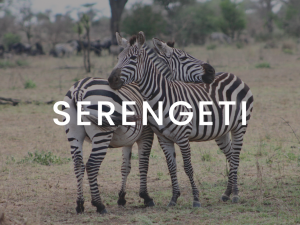 Our Serengeti marketing content includes done-for-you content for travel professionals.