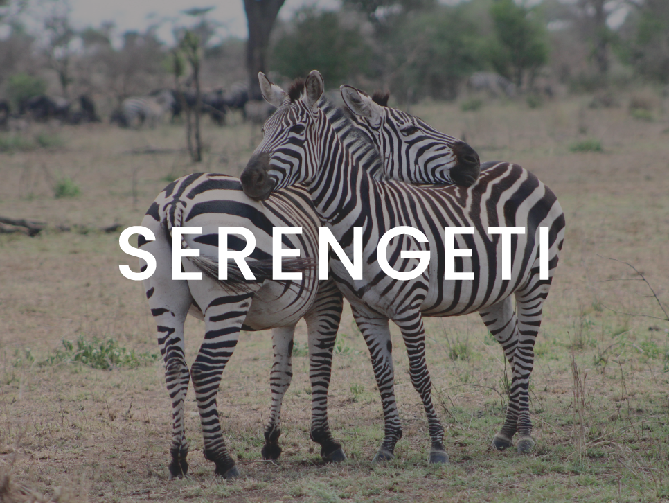 Our Serengeti marketing content includes done-for-you content for travel professionals.